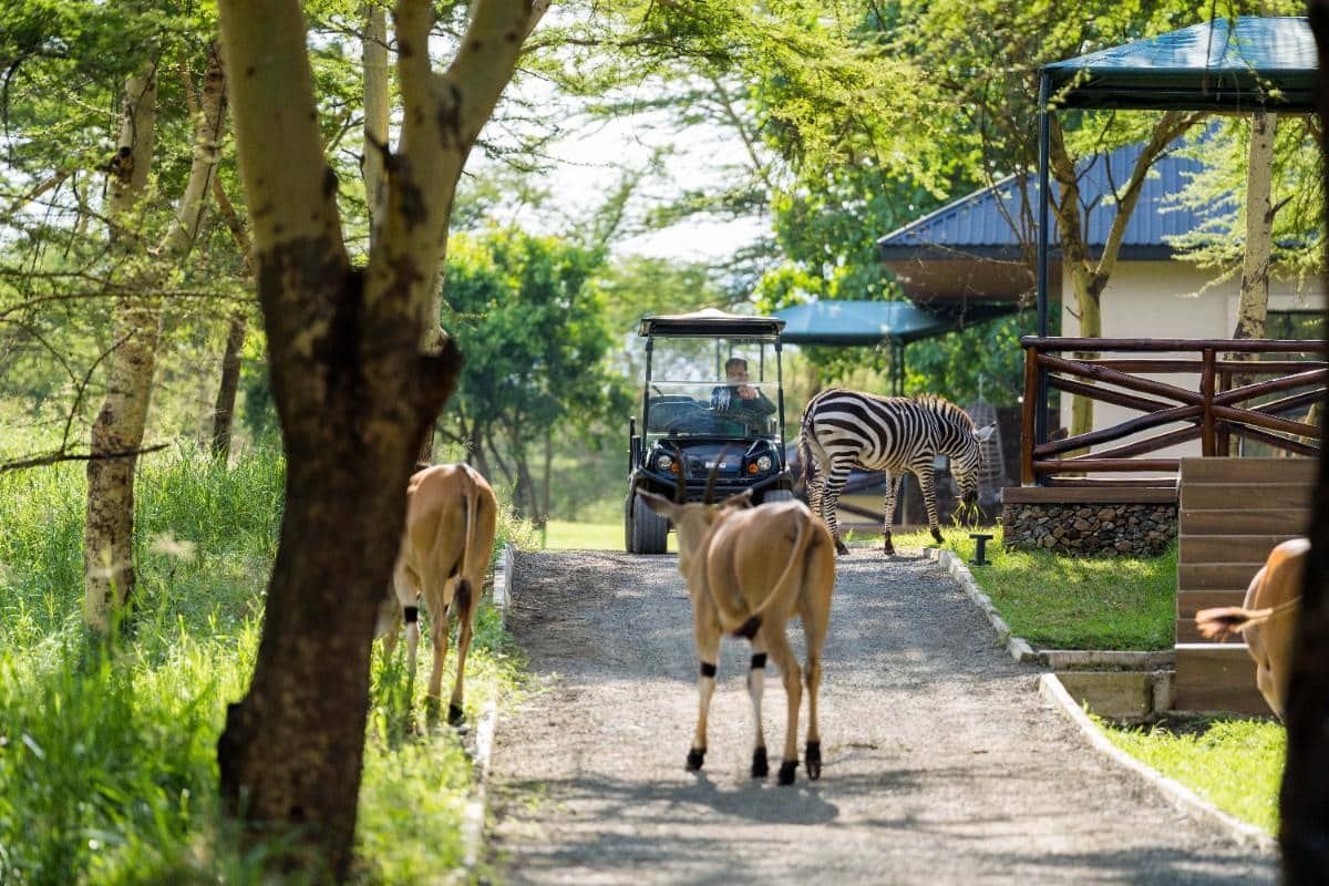 Aya Sophia Wildlife Villa