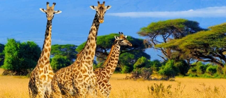 Amboseli National Park 2