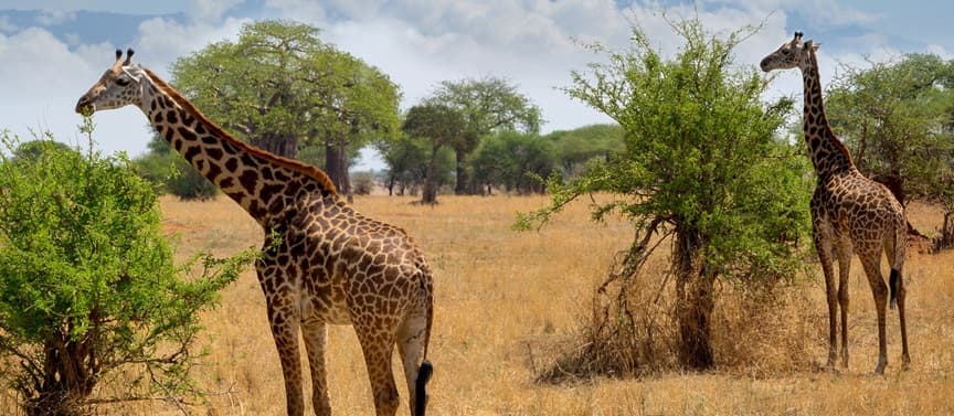 Arusha National Park 1