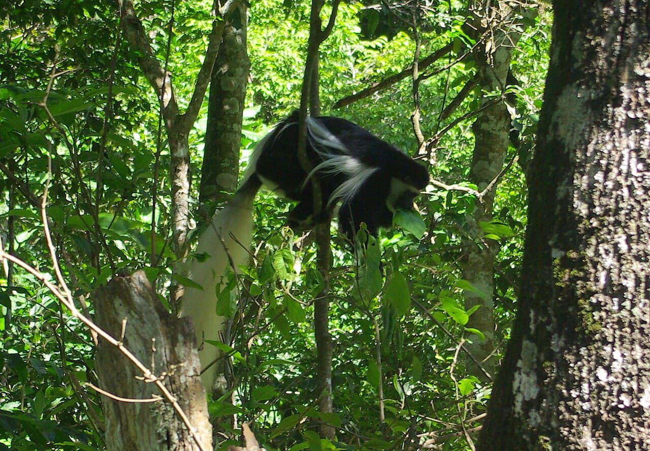 Arusha National Park 5