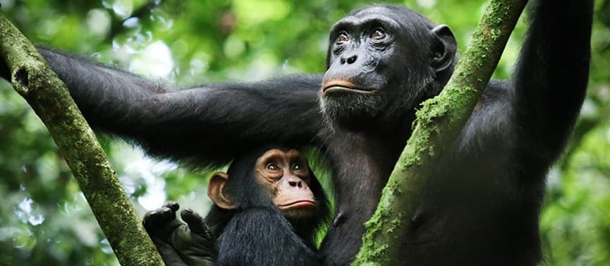 Gombe National Park 1