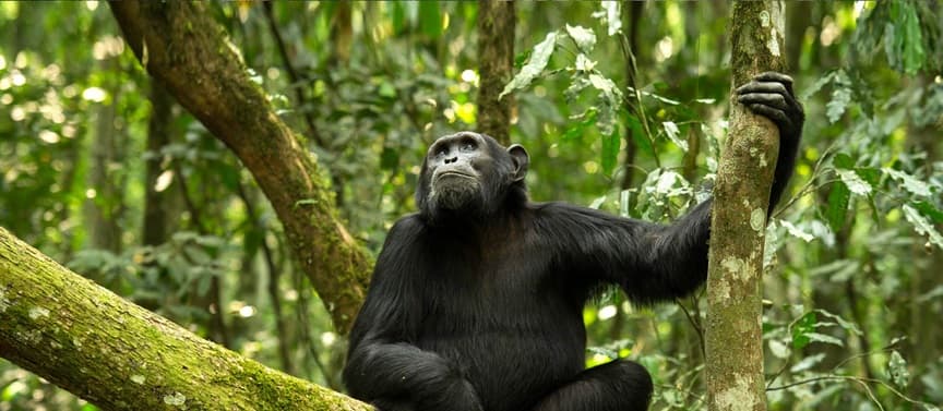 Gombe National Park 3