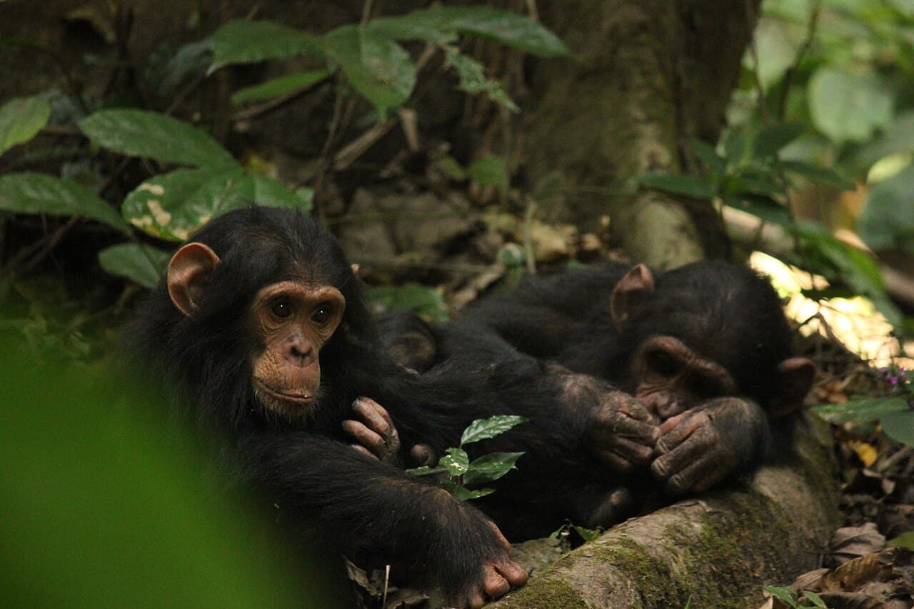 Gombe National Park 4