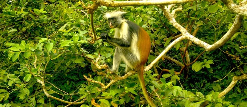 Jozani Chwaka Bay National Park 1