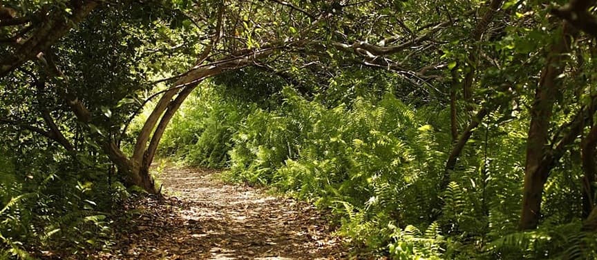 Jozani Chwaka Bay National Park 2