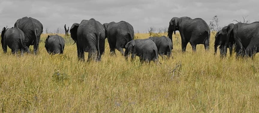 Katavi National Park 1