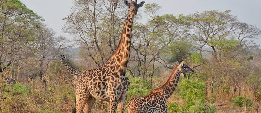 Katavi National Park 2