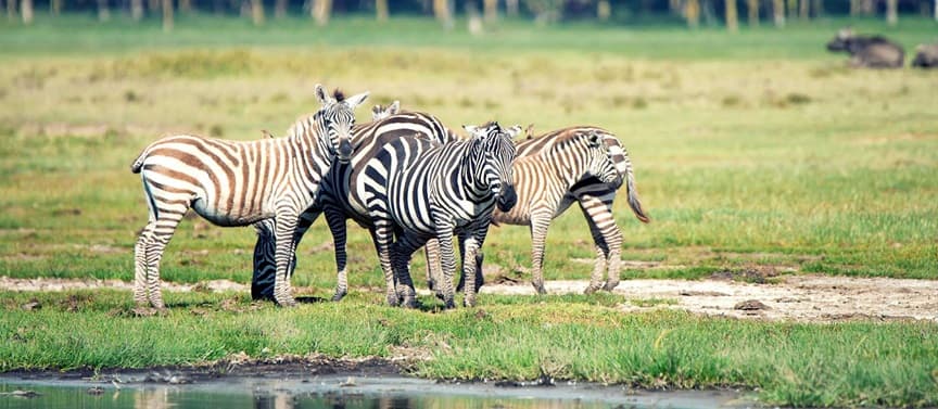 Katavi National Park 3