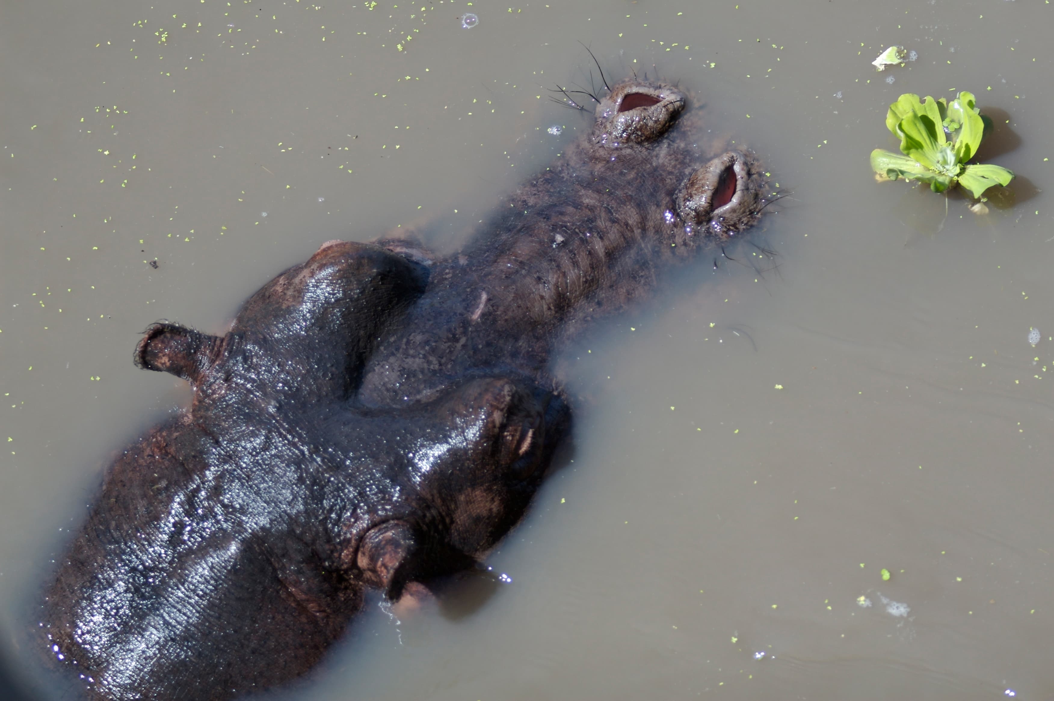 Katavi National Park 4