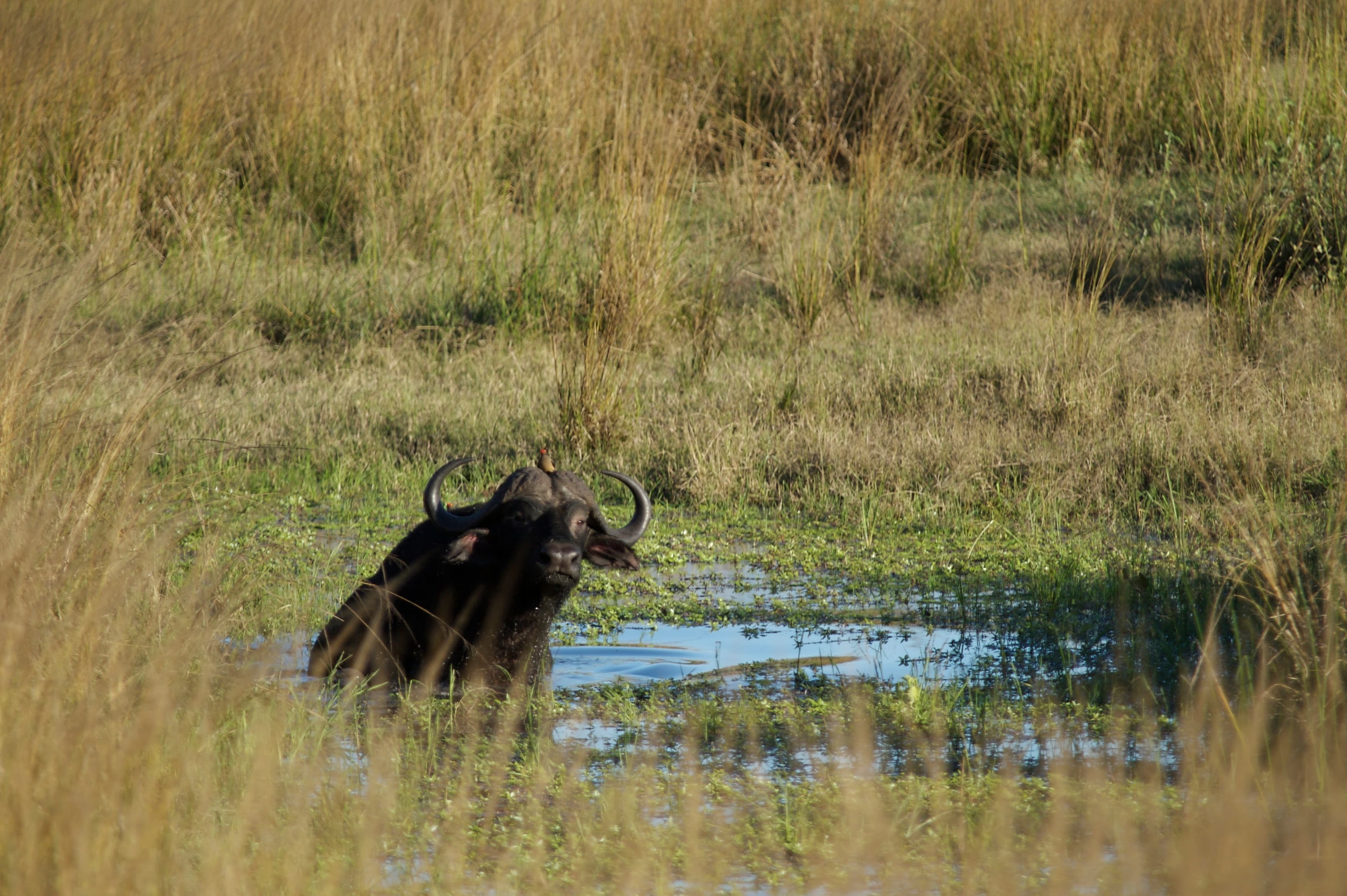 Katavi National Park 5