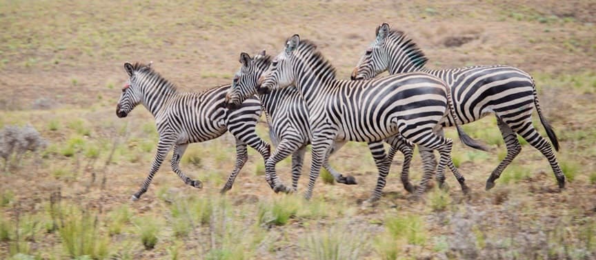 Kitulo National Park 2
