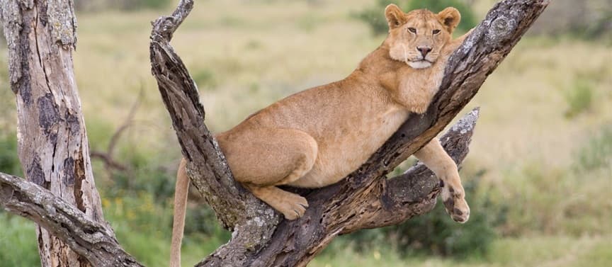 Lake Manyara National Park landscape and wildlife
