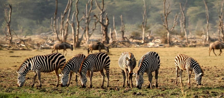 Lake Manyara National Park 2