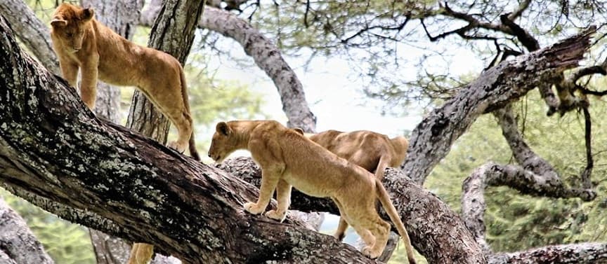 Lake Manyara National Park 3