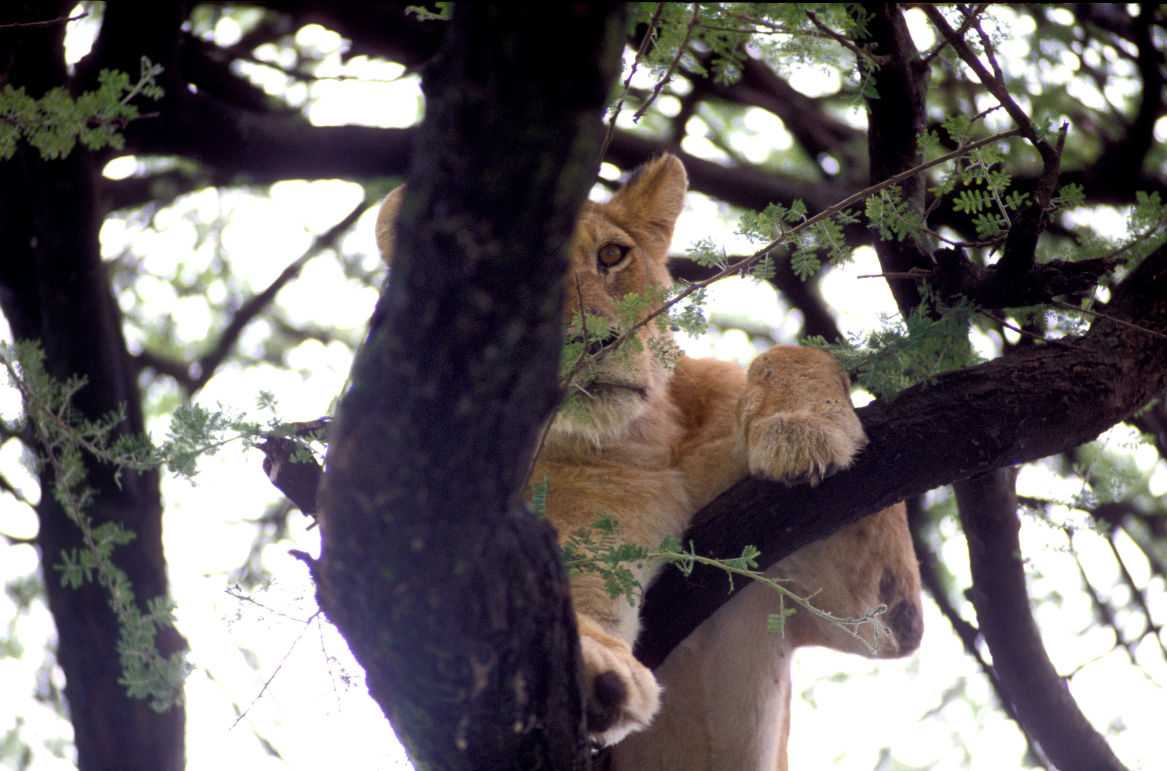 Lake Manyara National Park 4