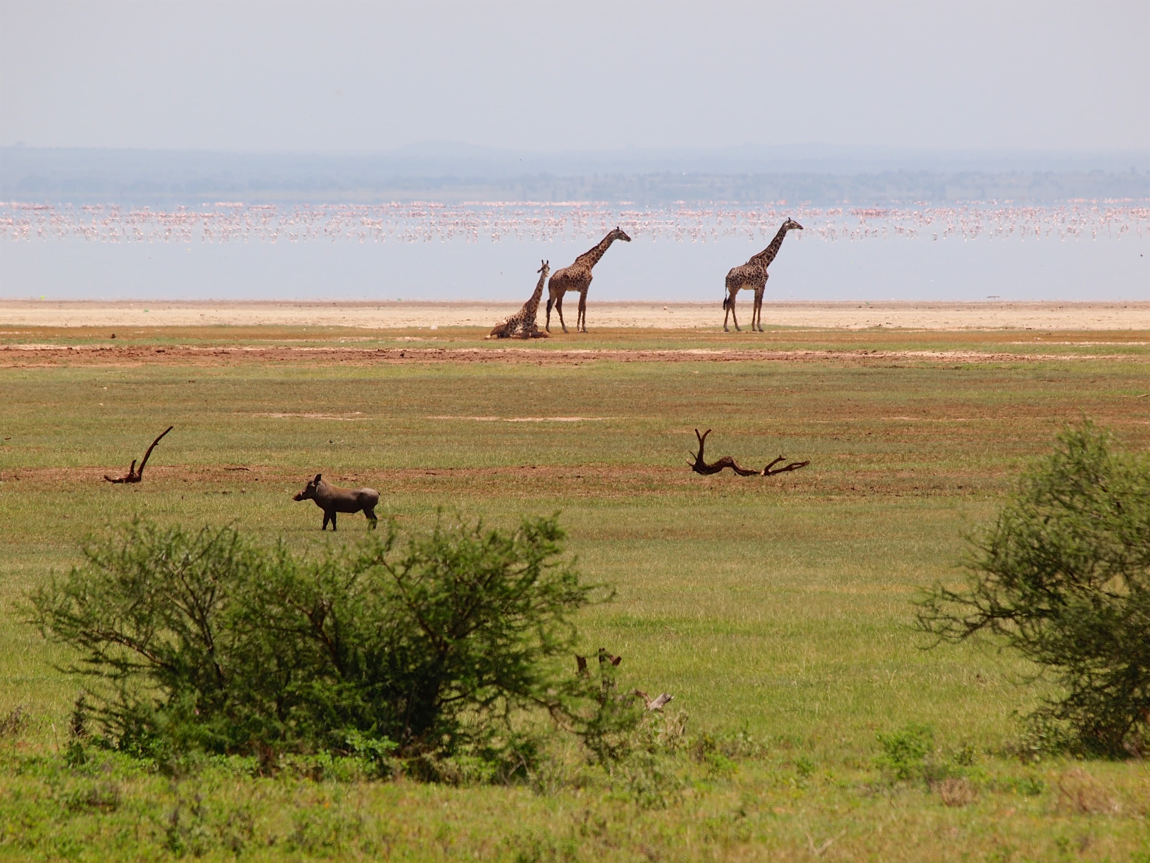 Lake Manyara National Park 5