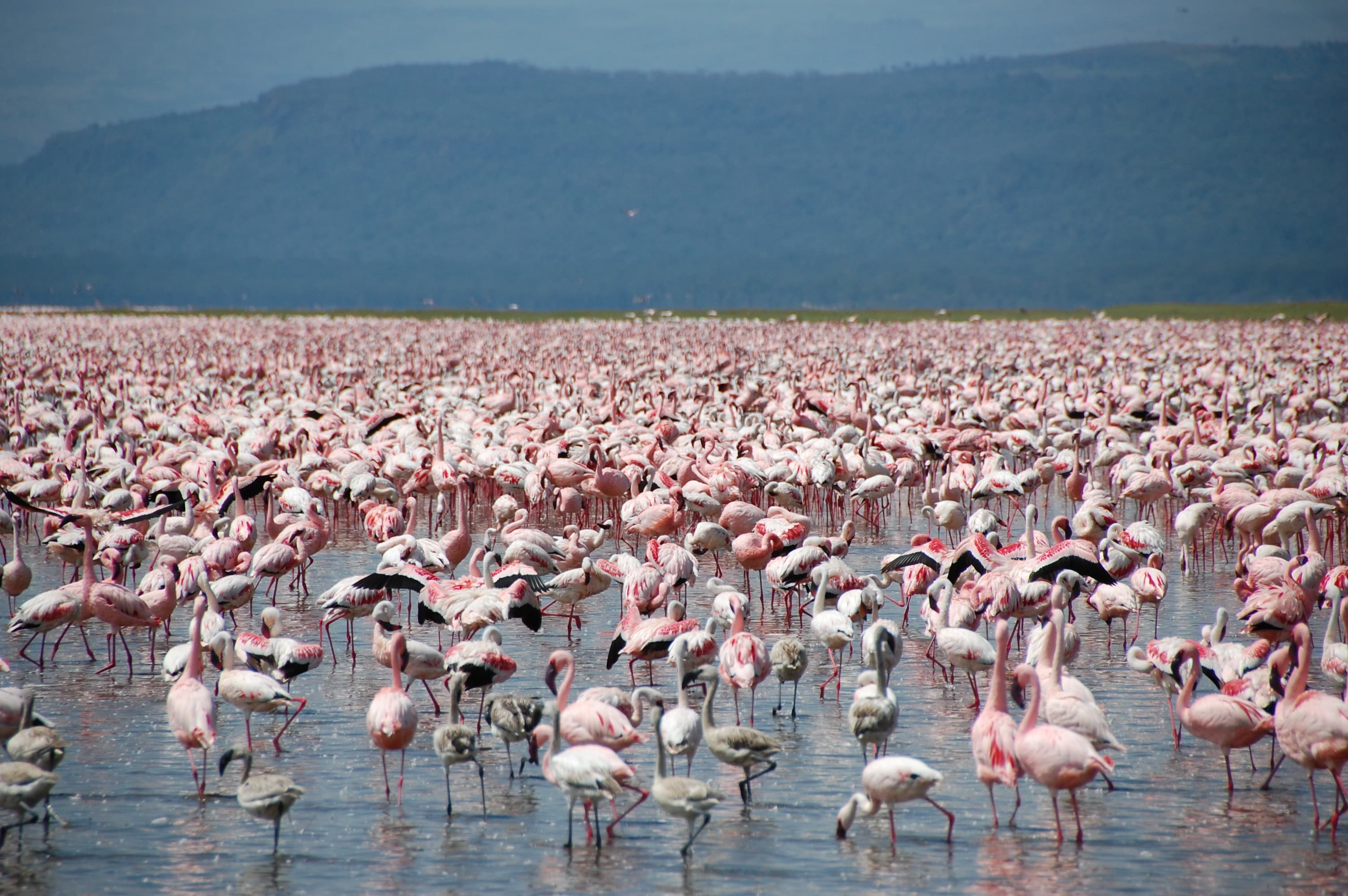 Lake Nakuru National Park 1