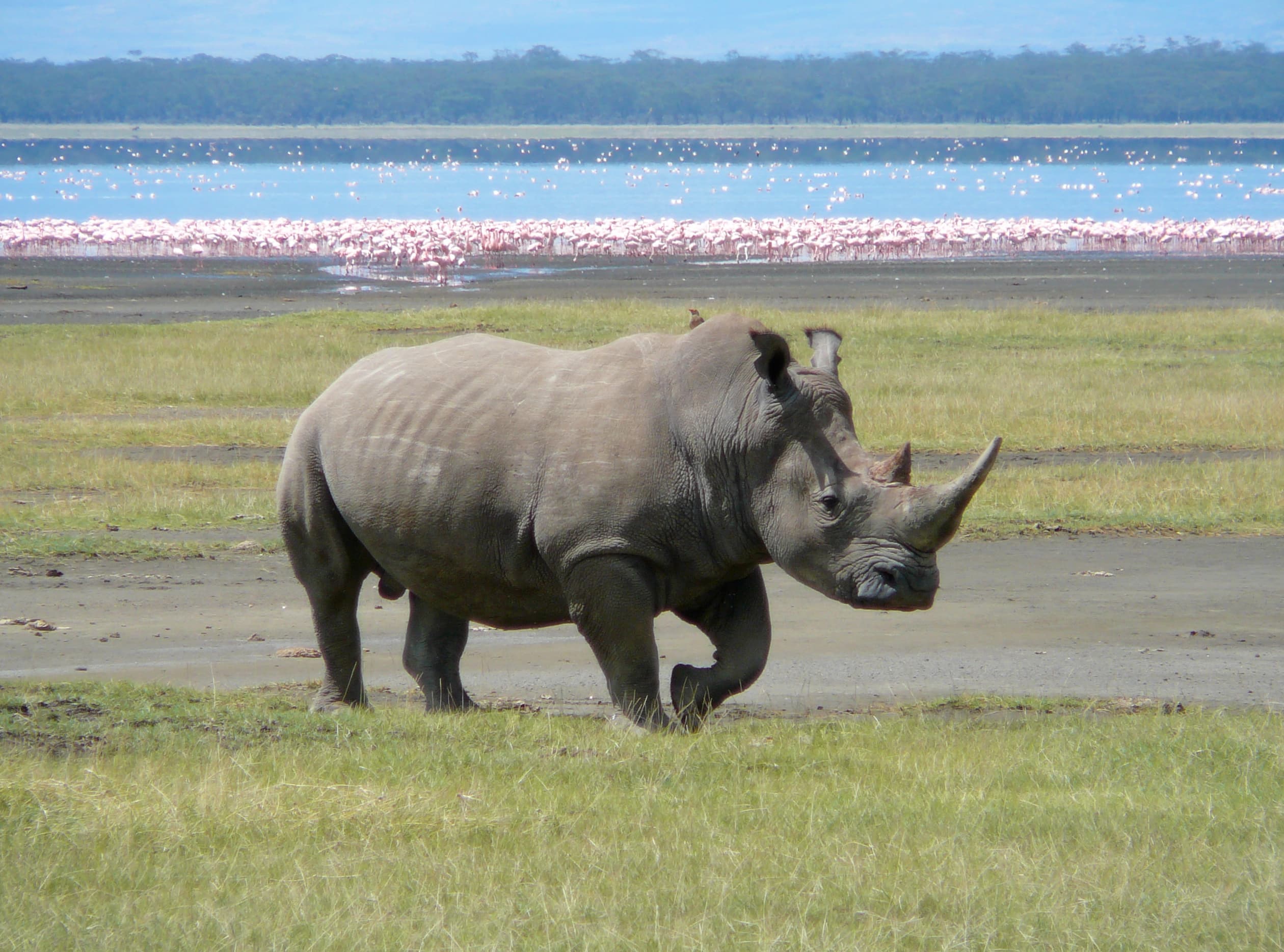 Lake Nakuru National Park 2