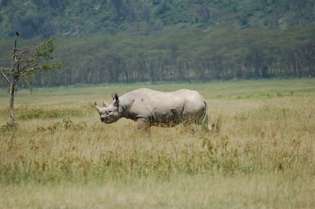 Lake Nakuru National Park 3