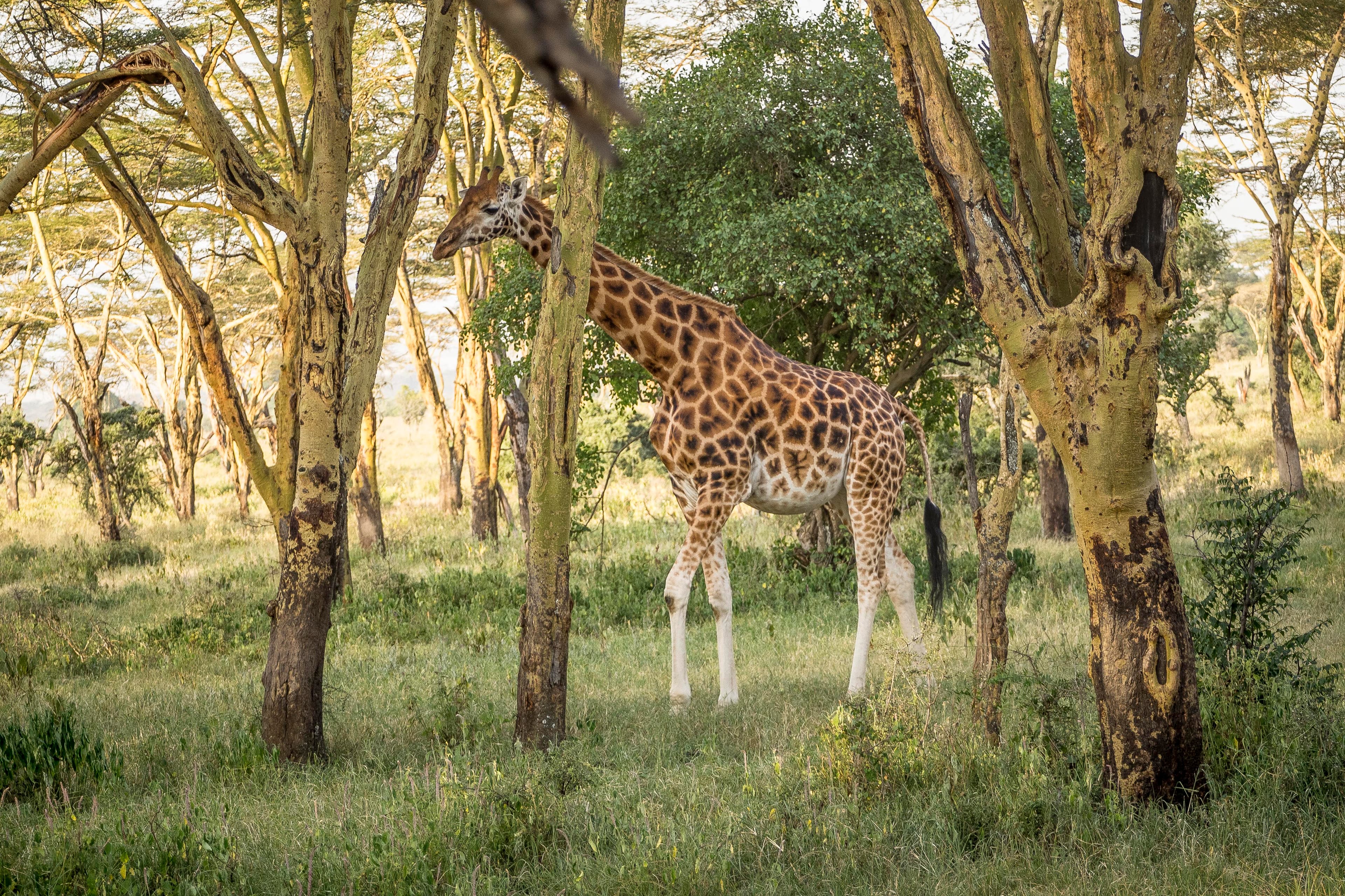 Lake Nakuru National Park 4