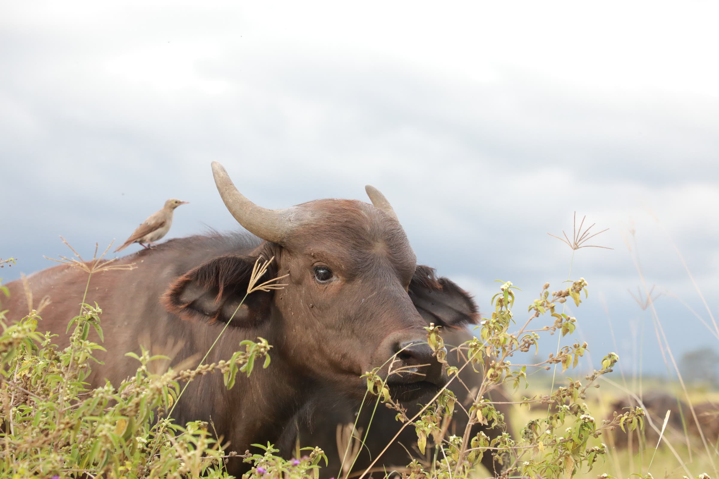Lake Nakuru National Park 5