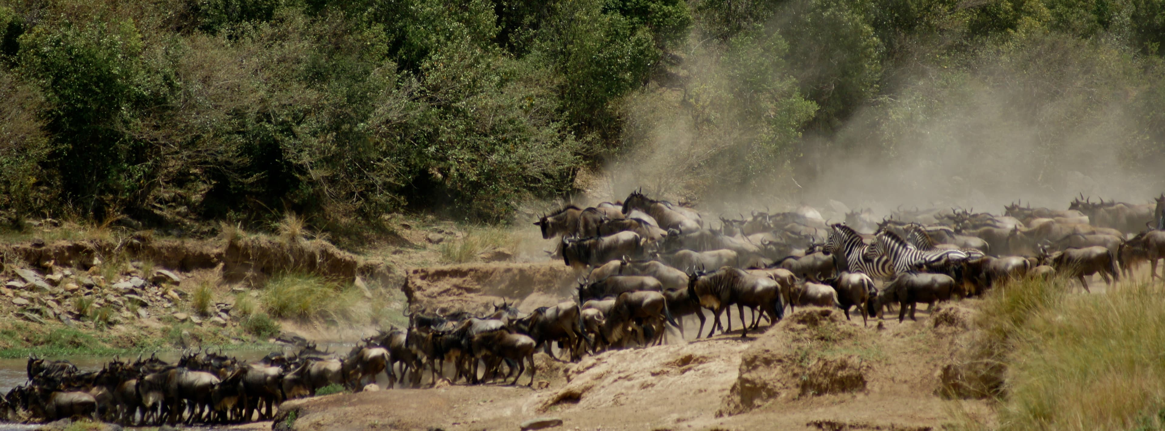 Maasai Mara National Reserve 2