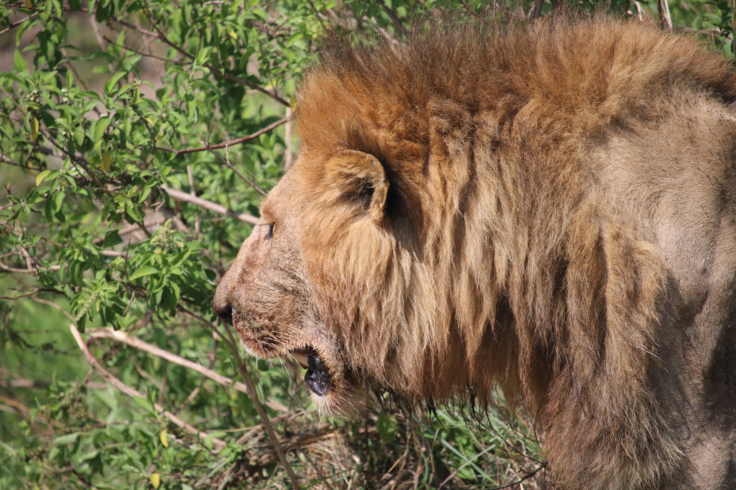 Maasai Mara National Reserve 4