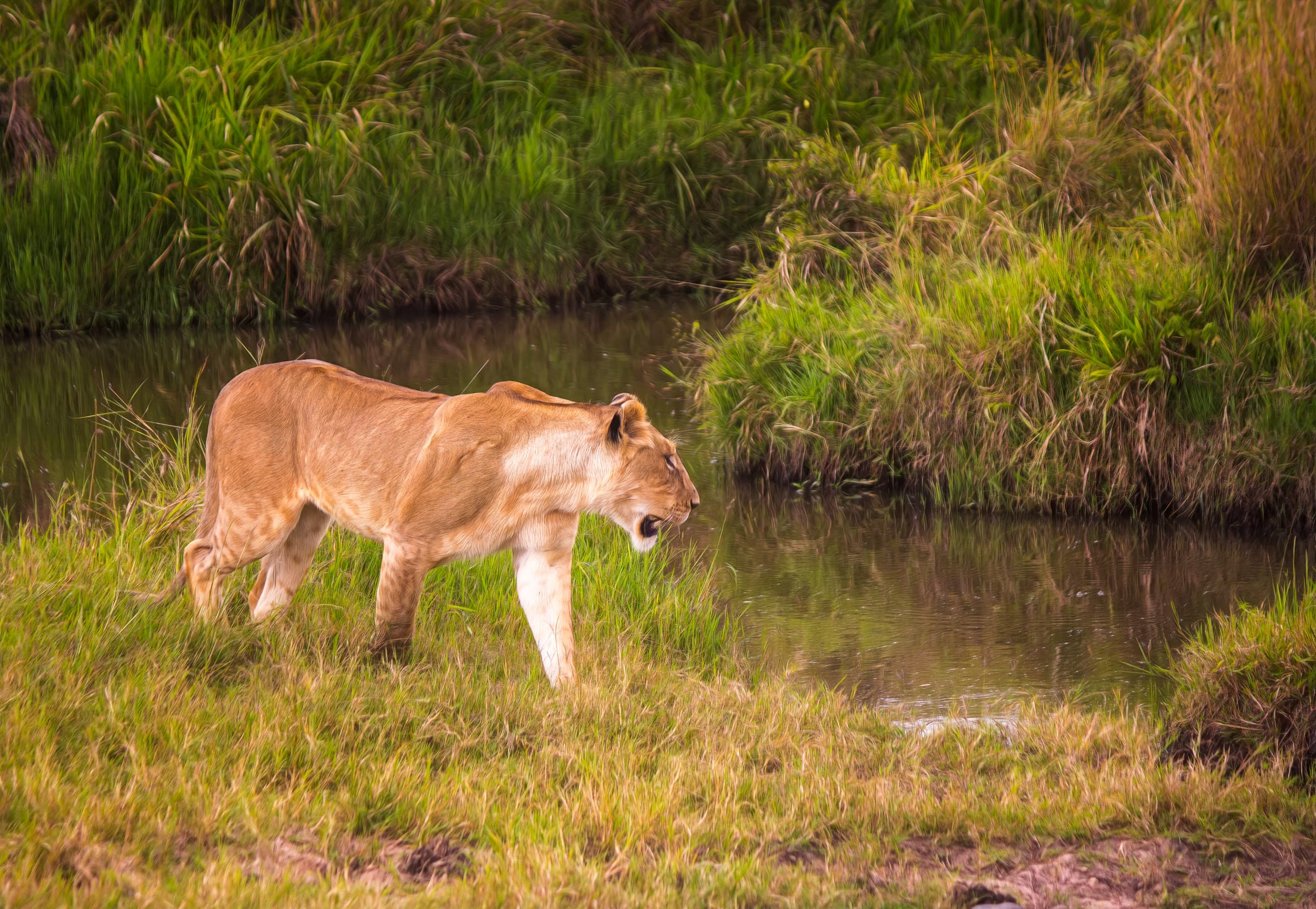 Maasai Mara National Reserve 5