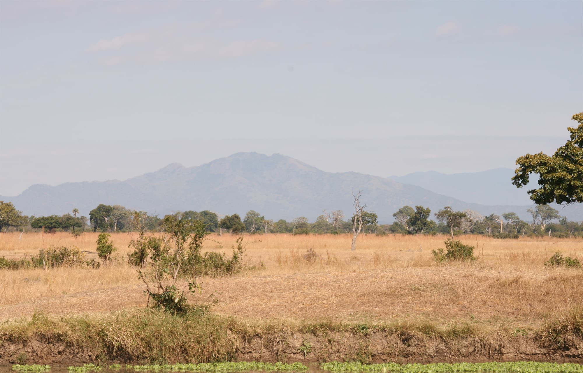 Mikumi National Park 4