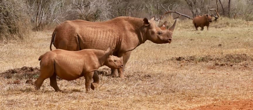 Mkomazi National Park 2