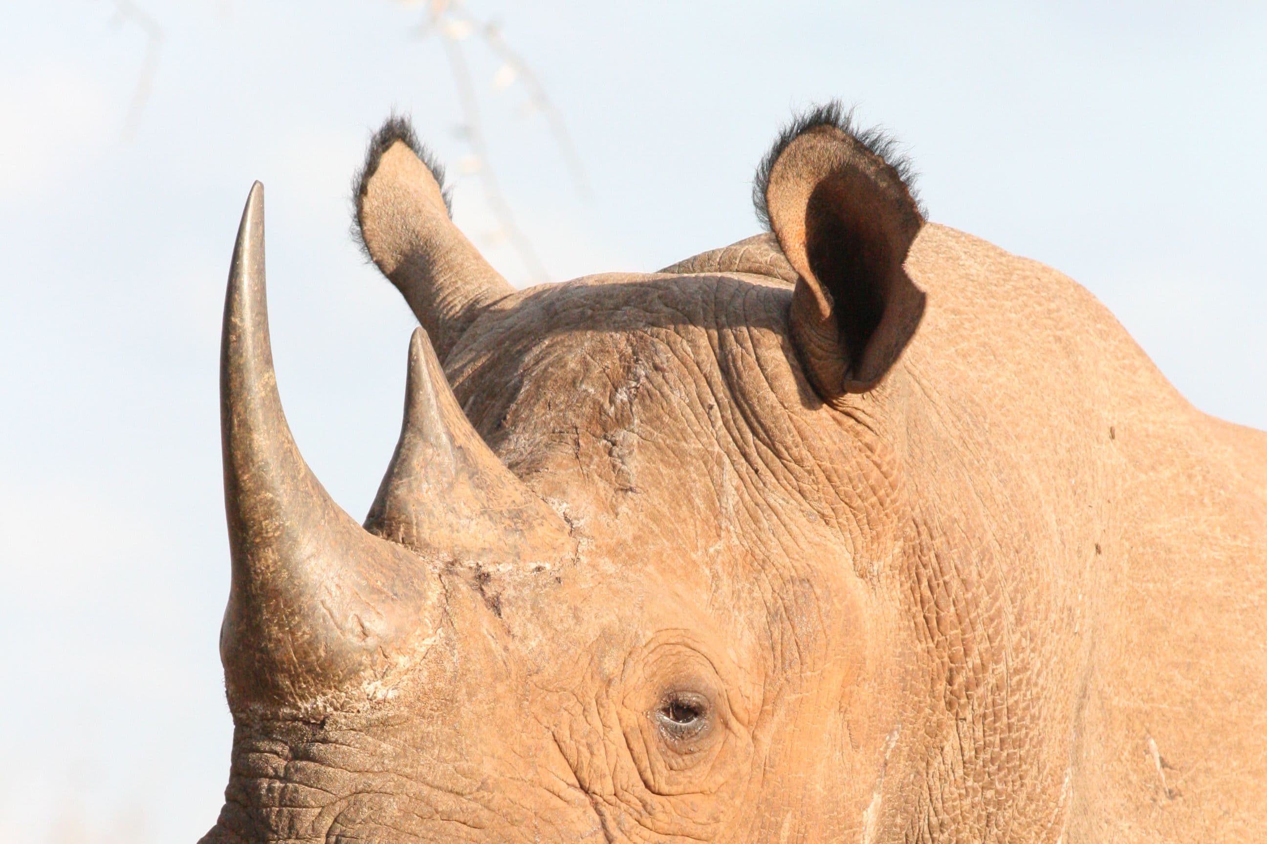 Mkomazi National Park 3