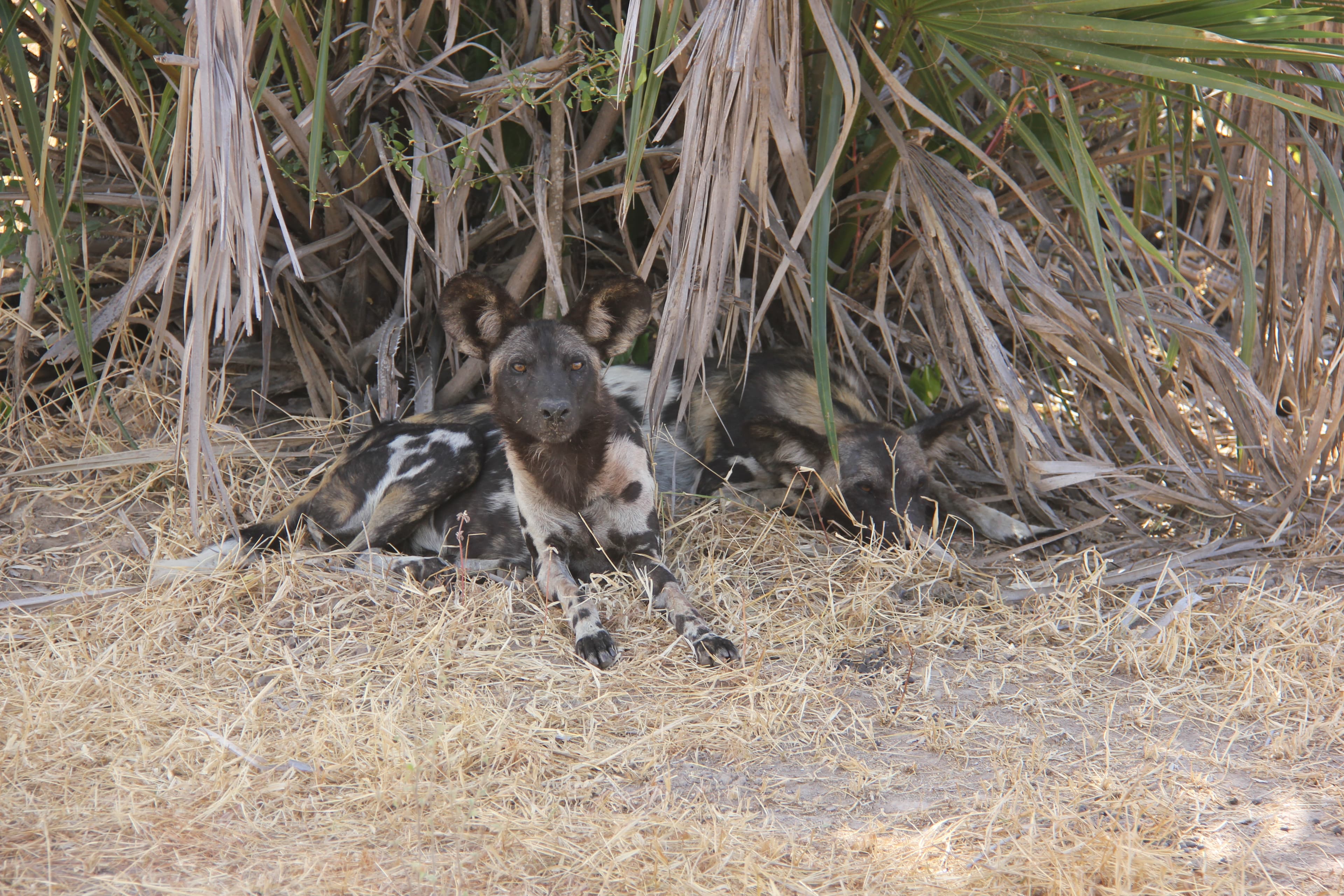 Mkomazi National Park 4