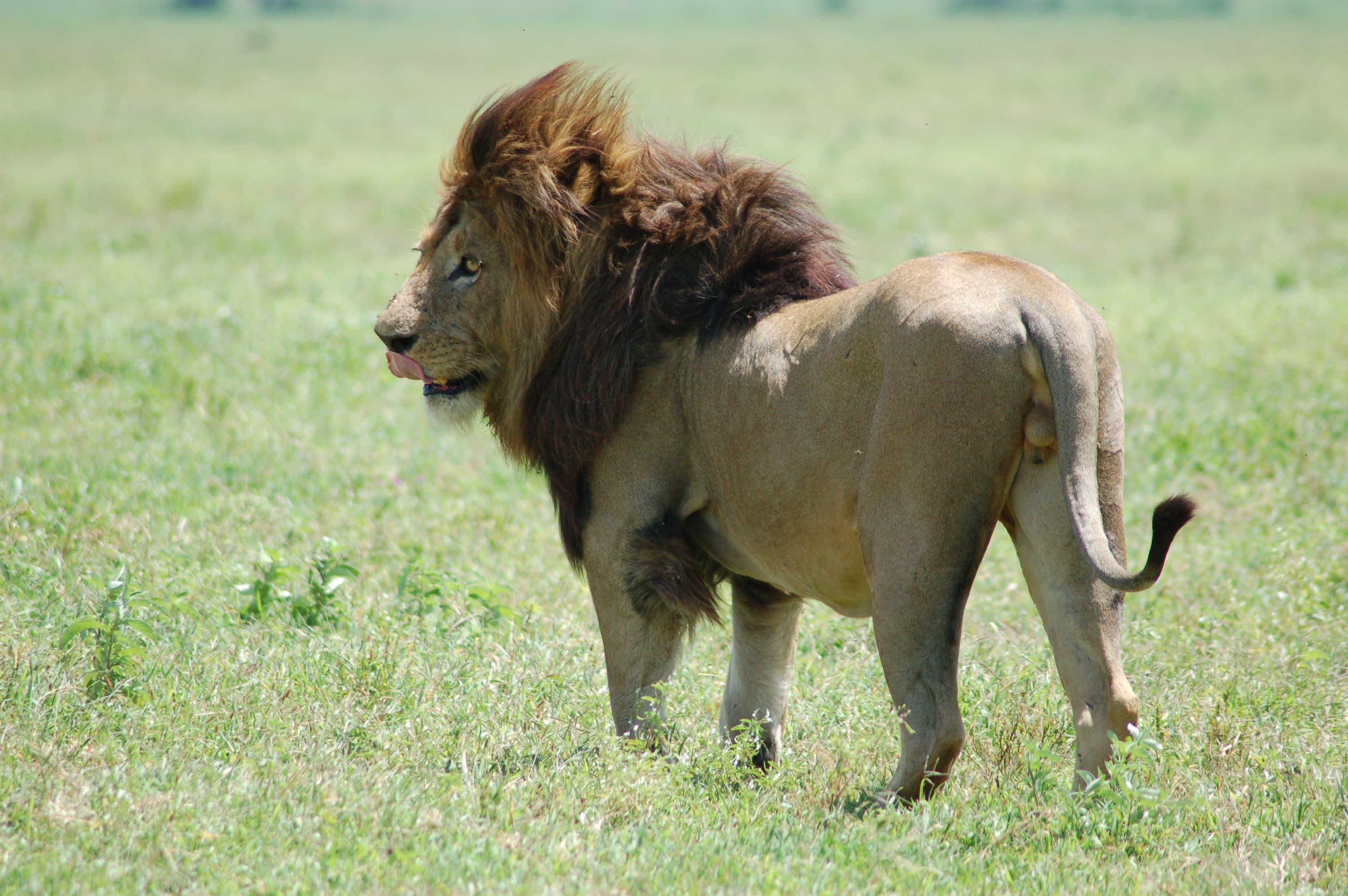 Ngorongoro Conservation Area 3