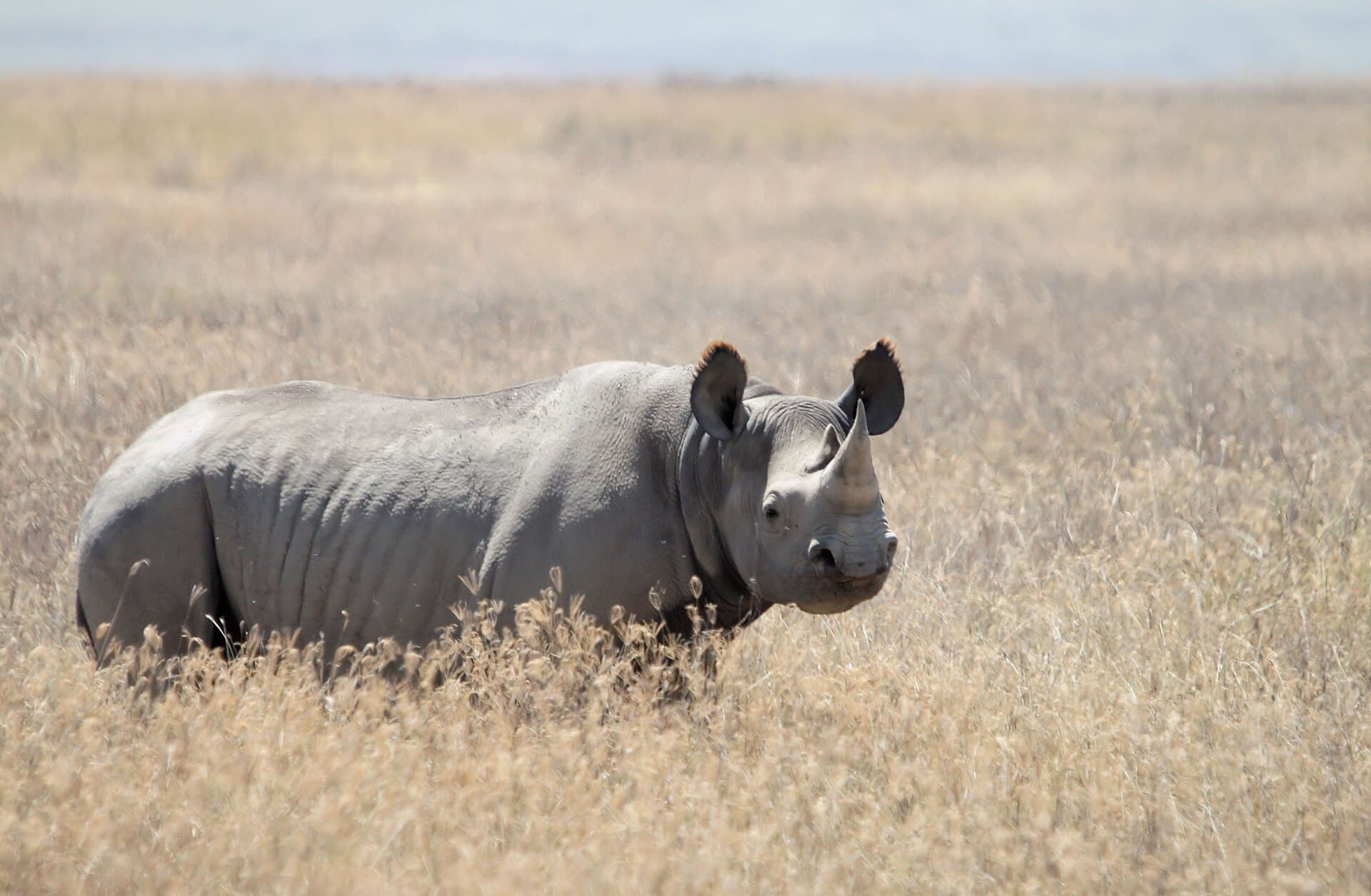 Ngorongoro Conservation Area 4