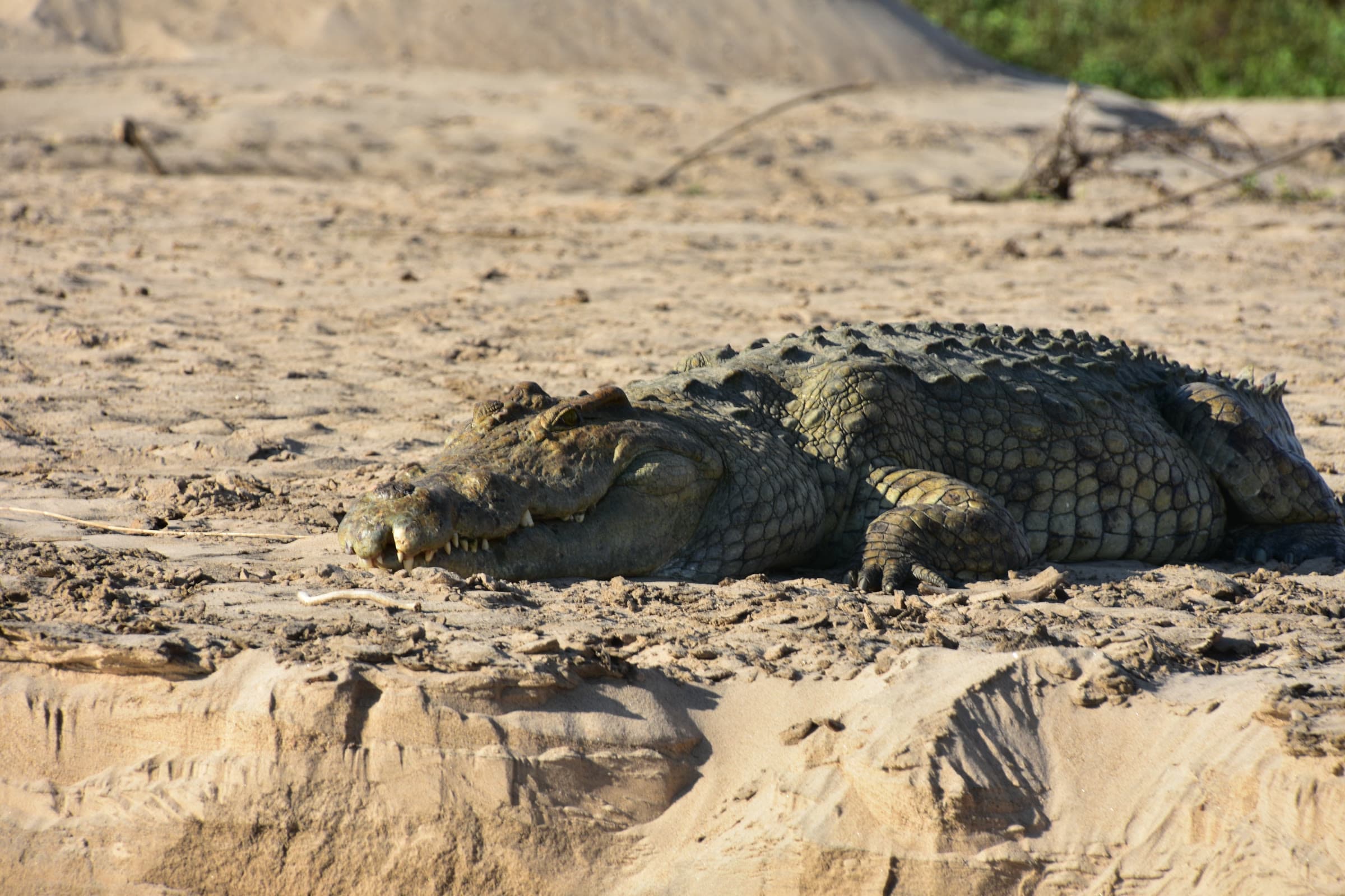 Nyerere National Park 5
