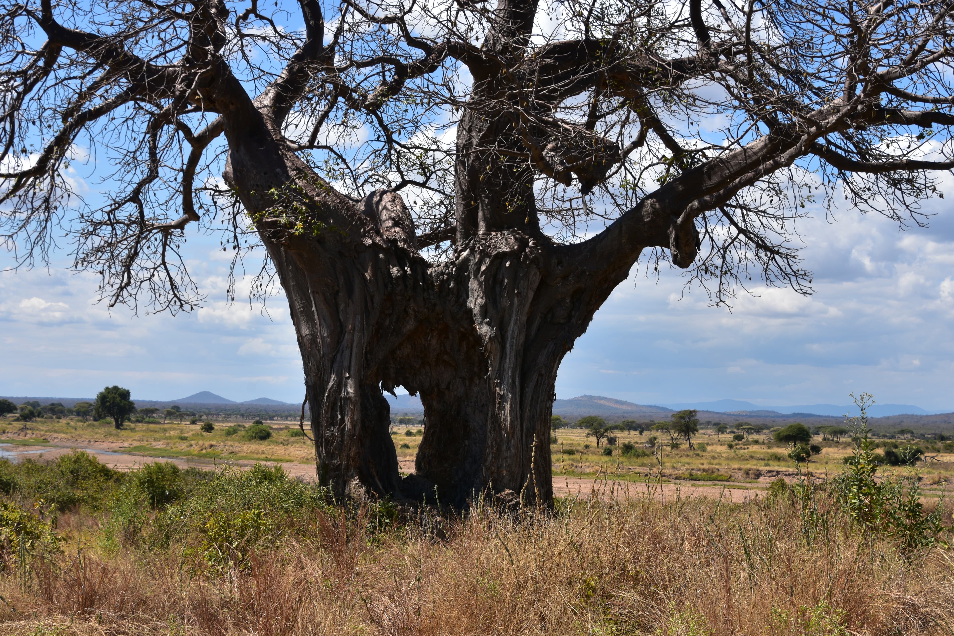 Ruaha National Park 2