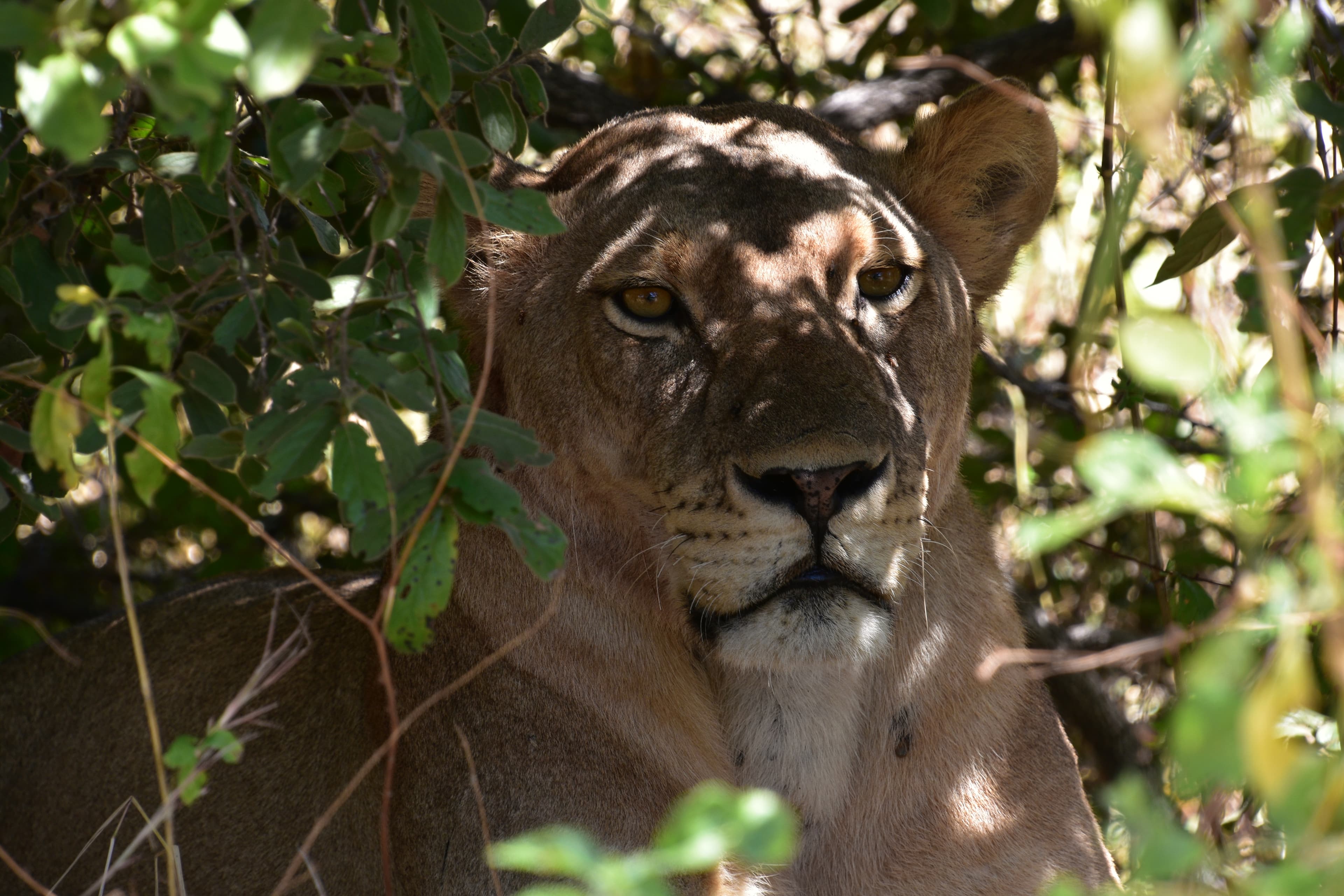 Ruaha National Park 3