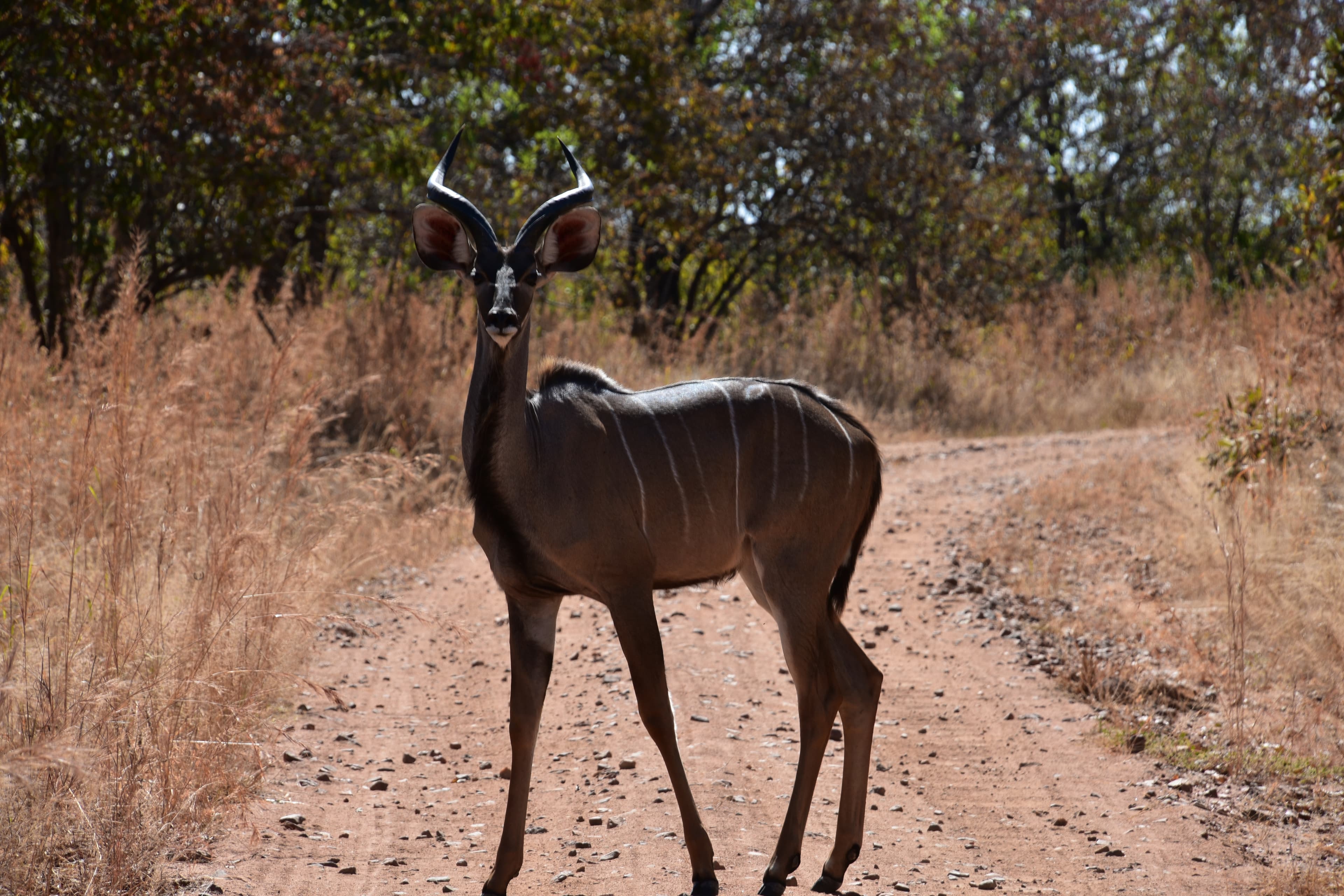 Ruaha National Park 4