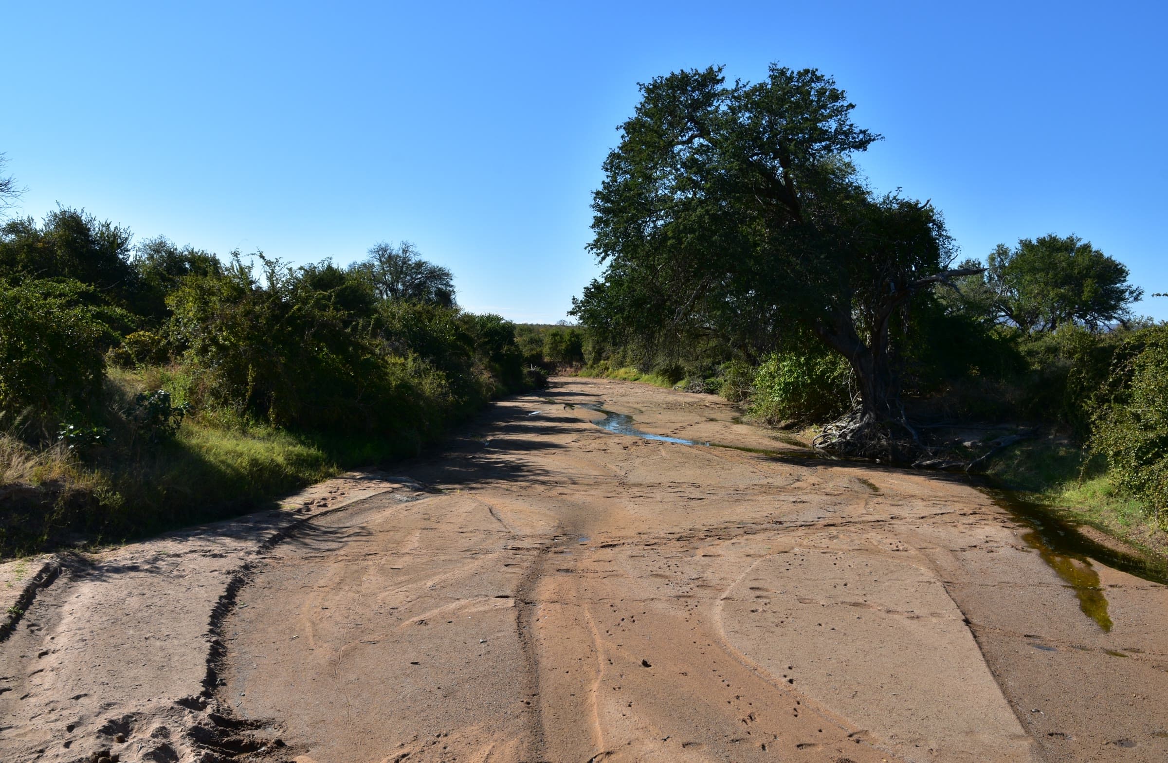 Ruaha National Park 5