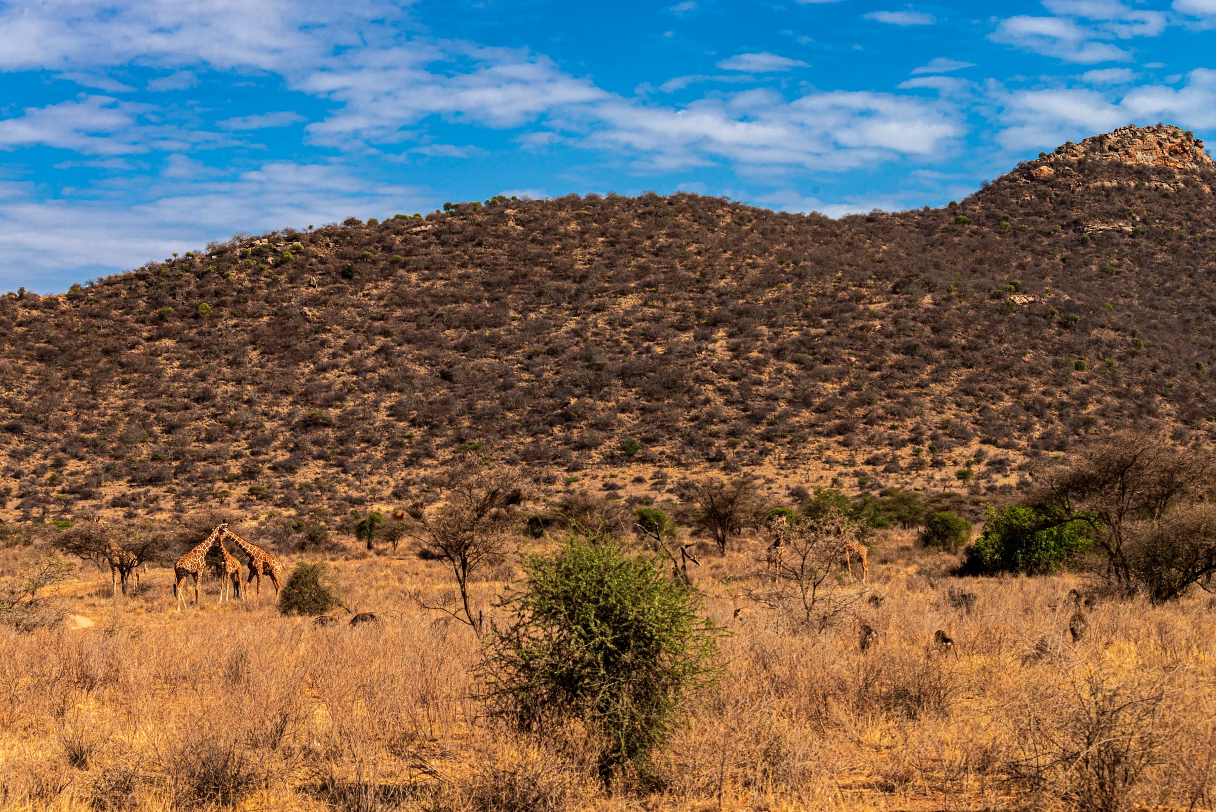 Samburu National Reserve 2