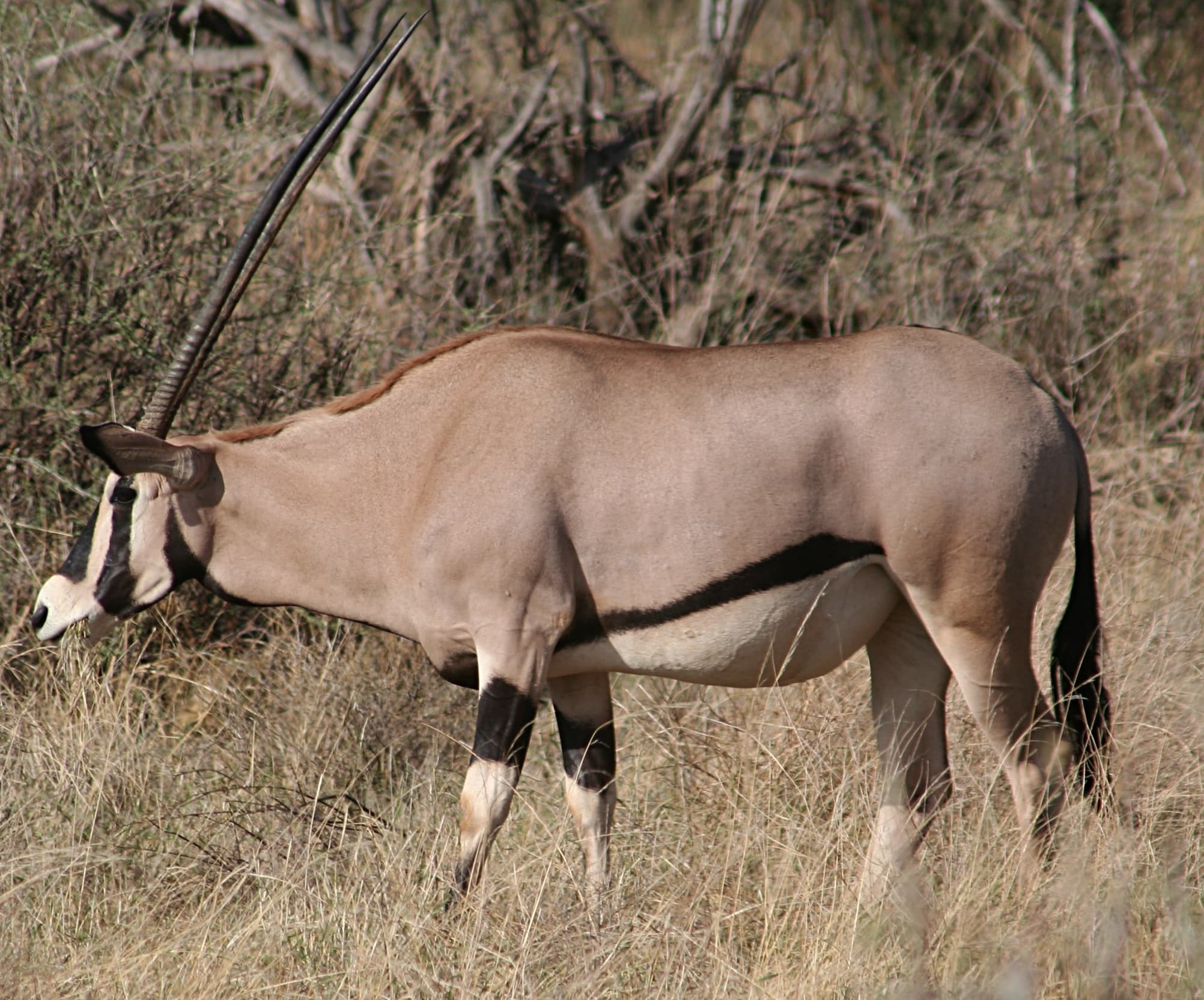 Samburu National Reserve 3