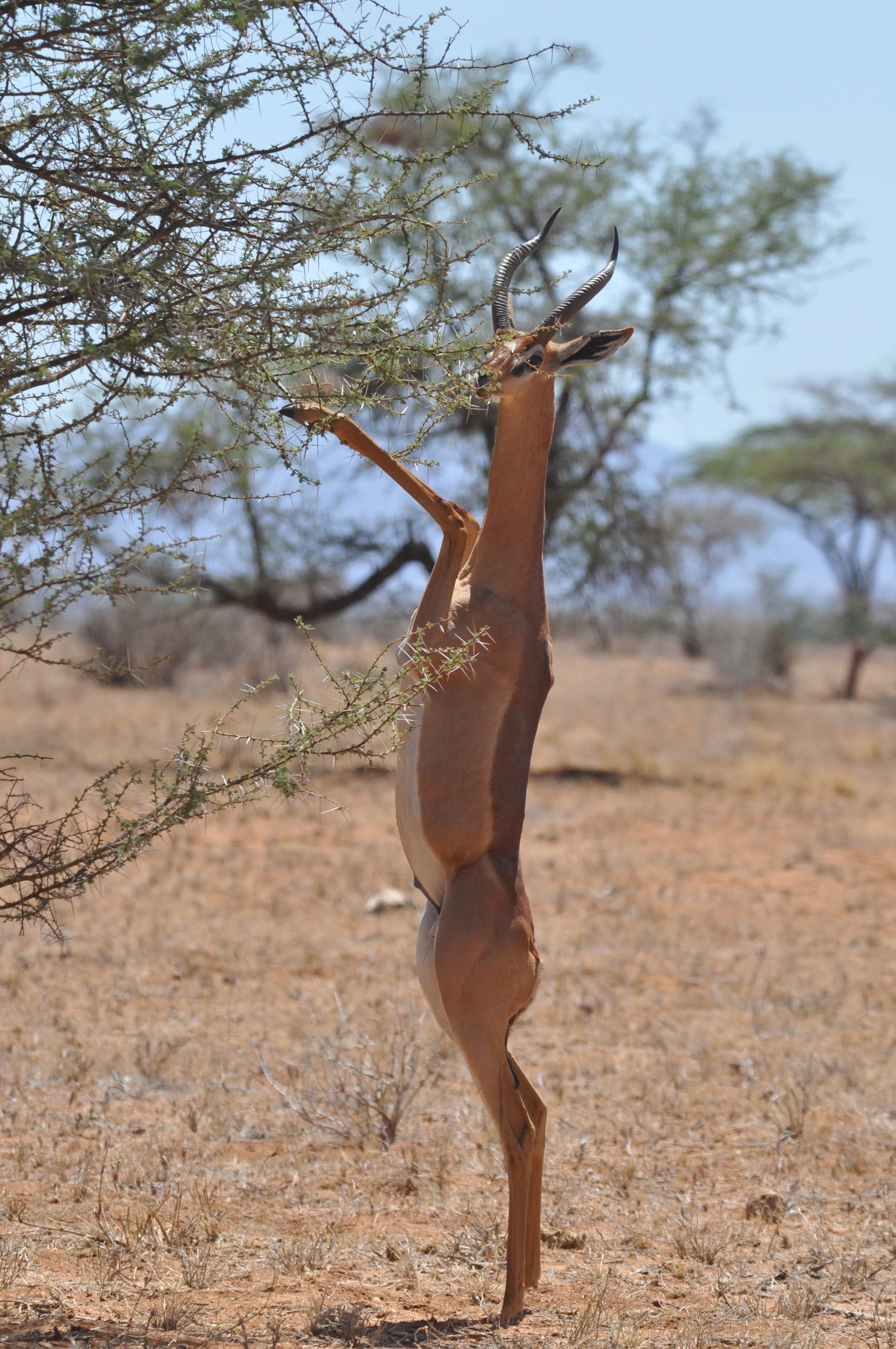 Samburu National Reserve 4