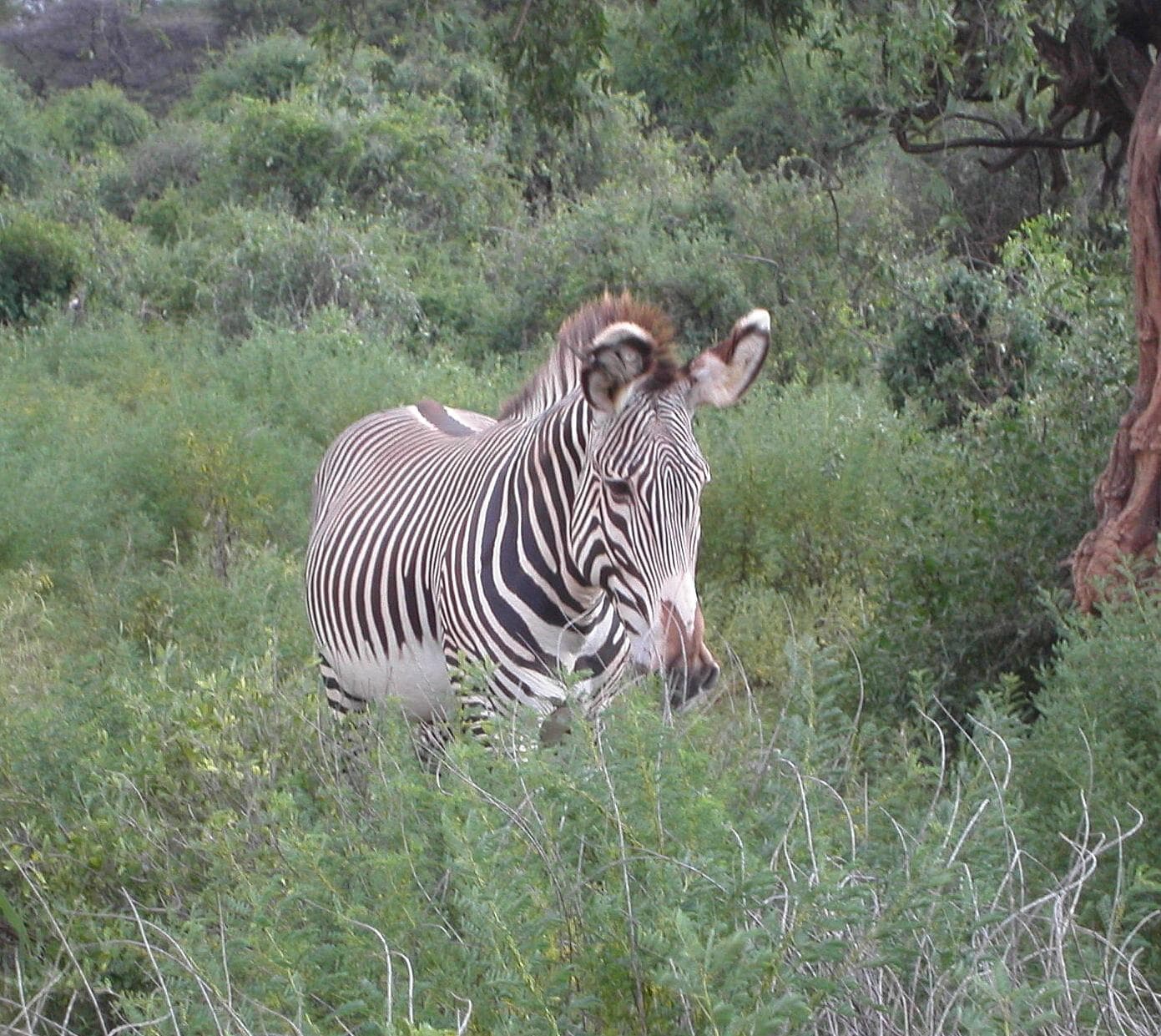 Samburu National Reserve 5