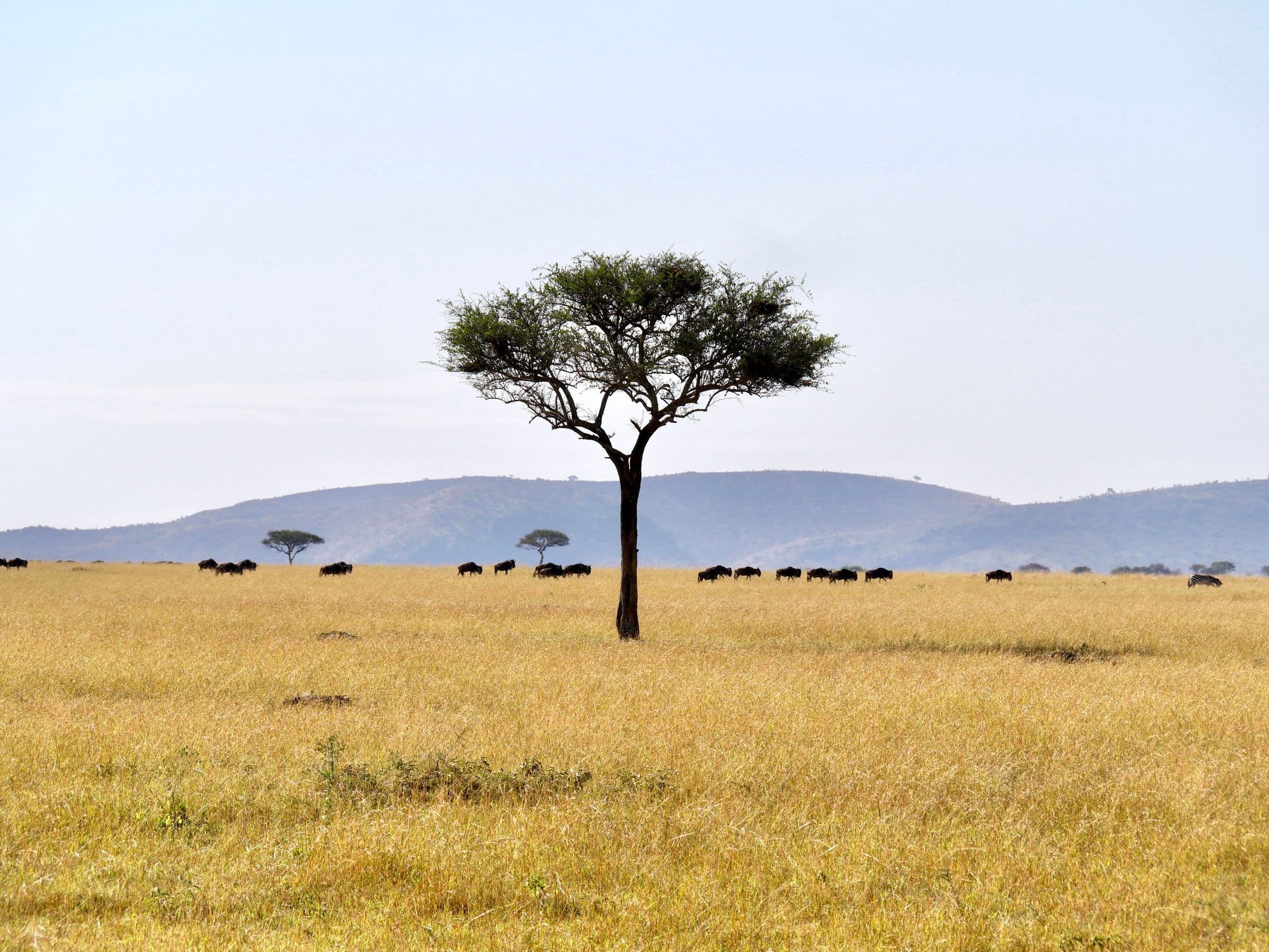 Serengeti National Park 5