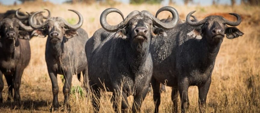 Tarangire National Park 3