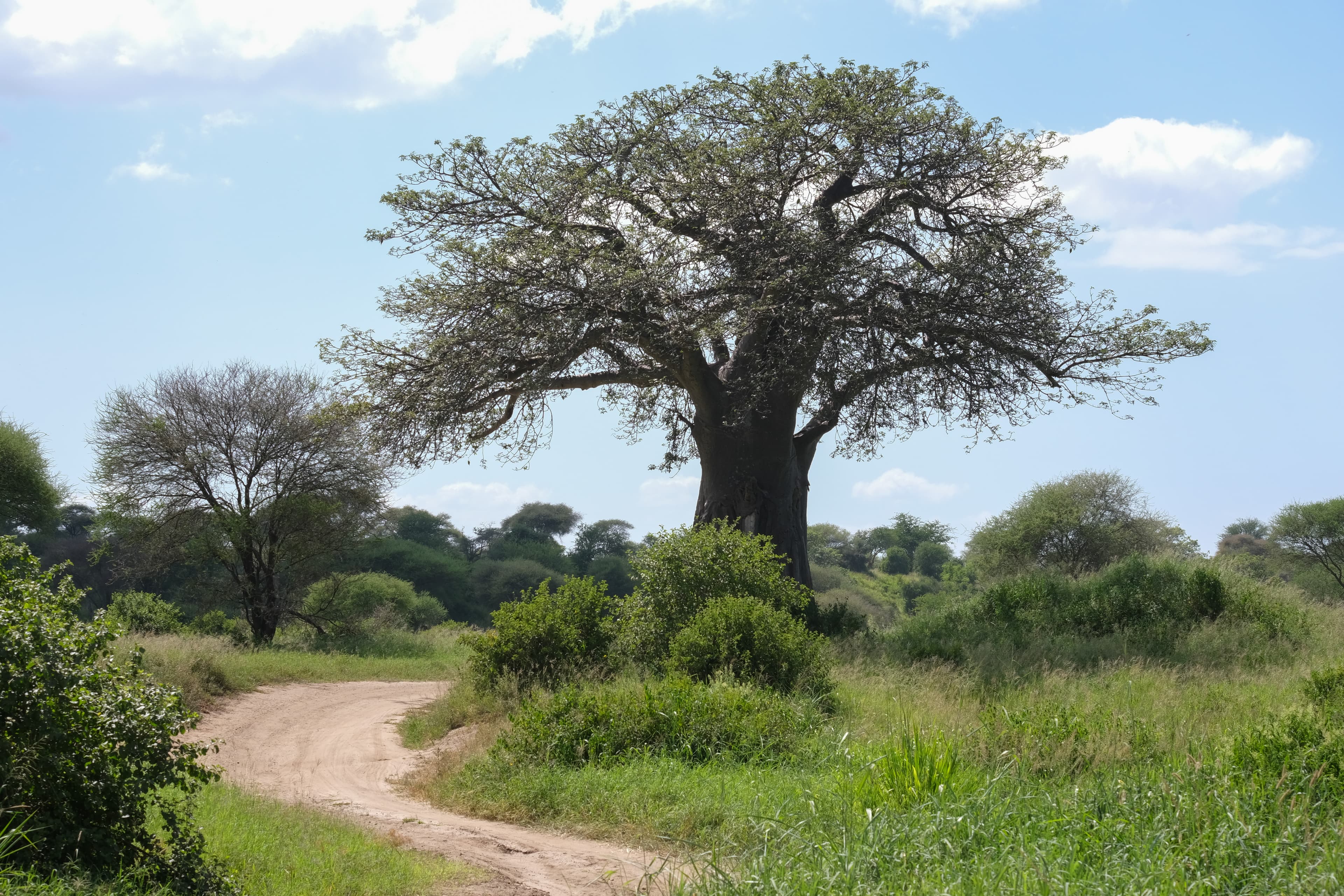 Tarangire National Park 4