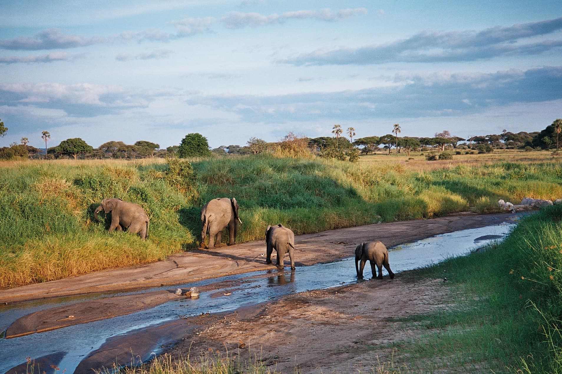 Tarangire National Park 5