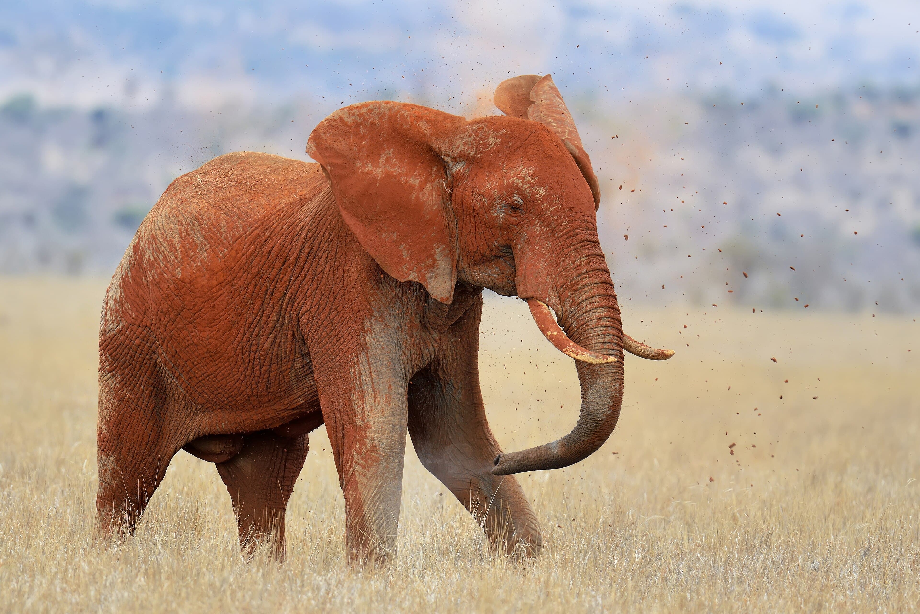 Tsavo National Park 1