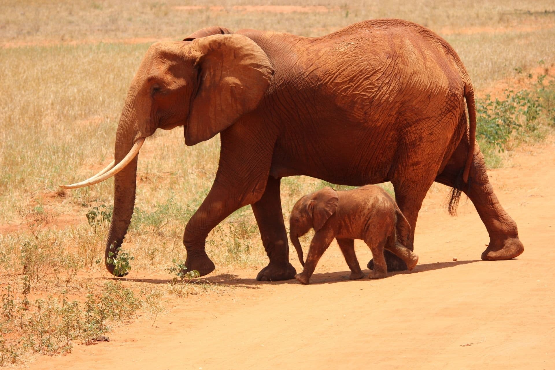 Tsavo National Park 2