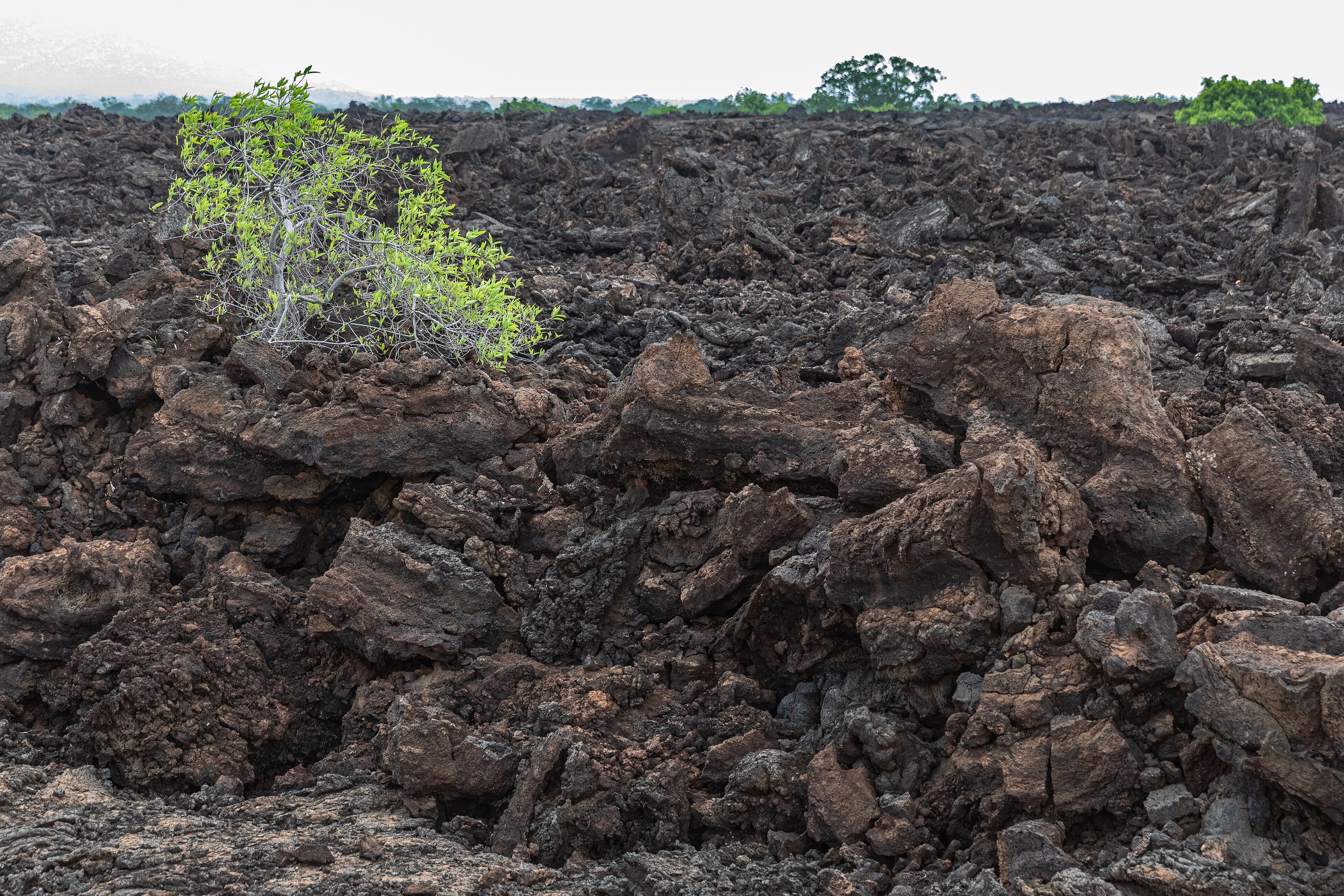 Tsavo National Park 5